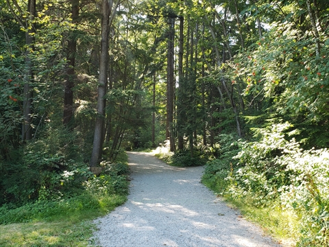 Mallard Trail in Stanley Park