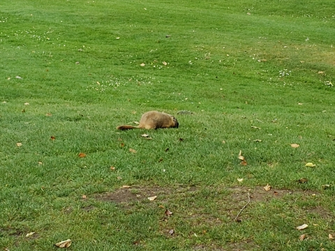Marmot in Stanley Park, Vancouver, BC, Canada