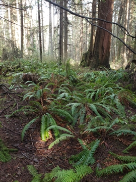 Ferns in Stanley Park, Vancouver, BC, Canada