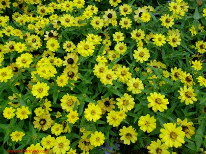 Flowers in Stanley Park, Vancouver, BC, Canada