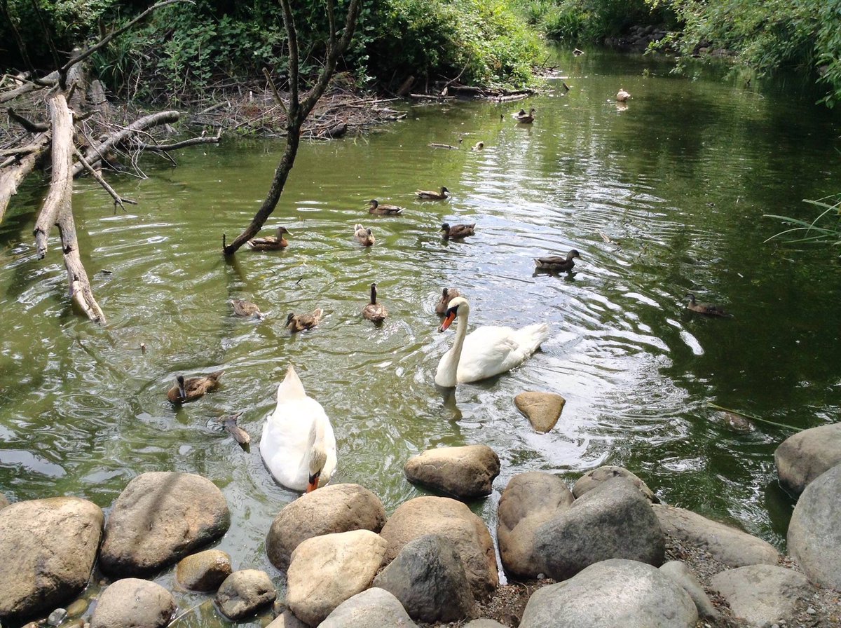 Duck Pond at Ceperley Meadow in Stanley Park, Vancouver, BC, Canada
