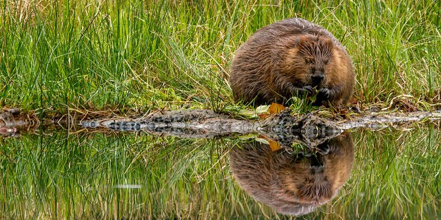 Beavers in Stanley Park, Vancouver, BC, Canada