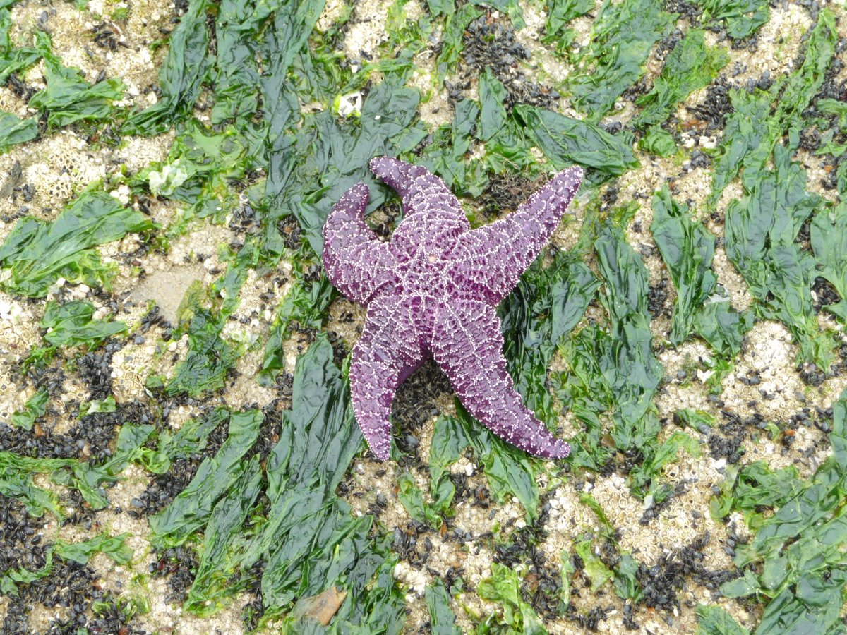 Star Fish in Stanley Park, Vancouver, BC, Canada
