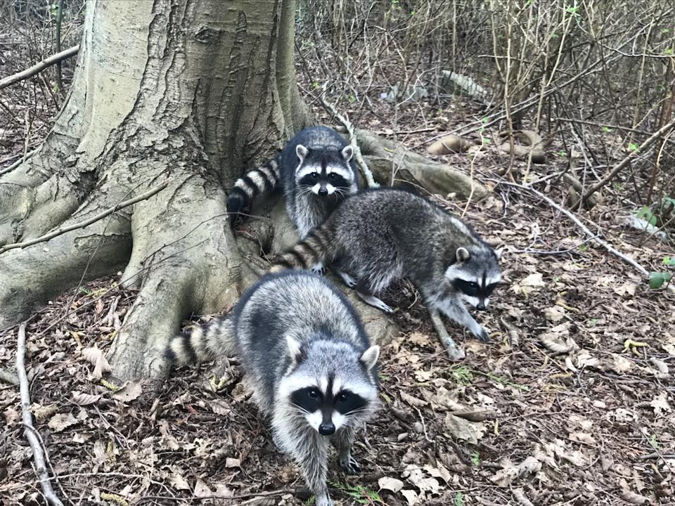 Racoon family in Stanley Park, Vancouver, BC, Canada