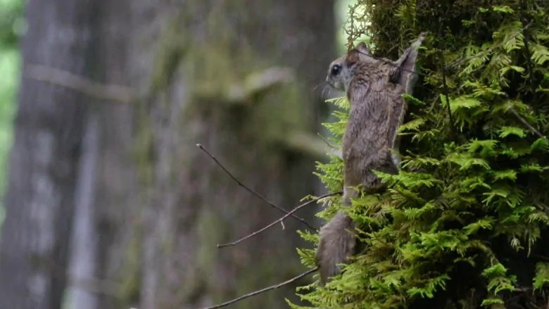 Northern Flying Squirrel in Stanley Park, Vancouver, BC, Canada