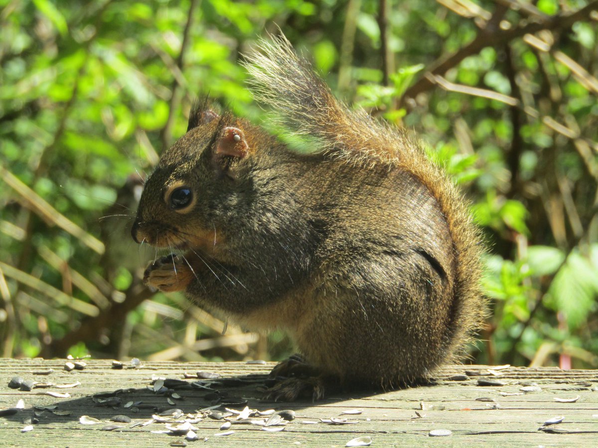 Douglas Squirrel in Stanley Park, Vancouver, BC, Canada