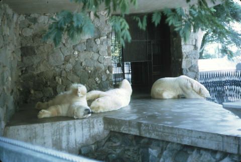Polar Bears in the Stanley Park Zoo, Vancouver, BC, Canada
