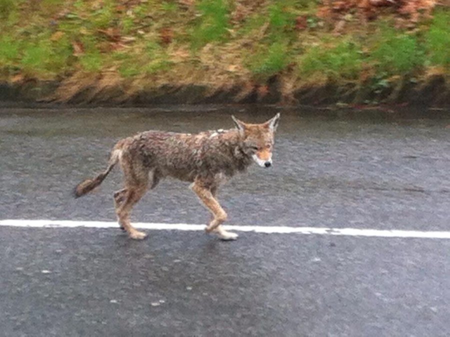 Coyote in Stanley Park, Vancouver, BC, Canada