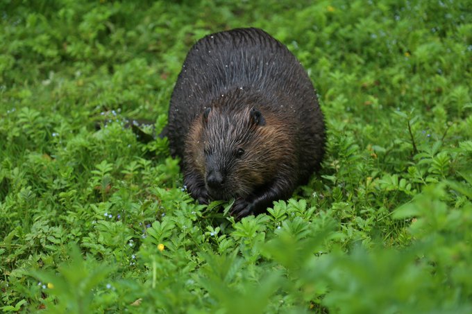 Ceperley Meadow Beaver in Stanley Park, Vancouver, BC, Canada