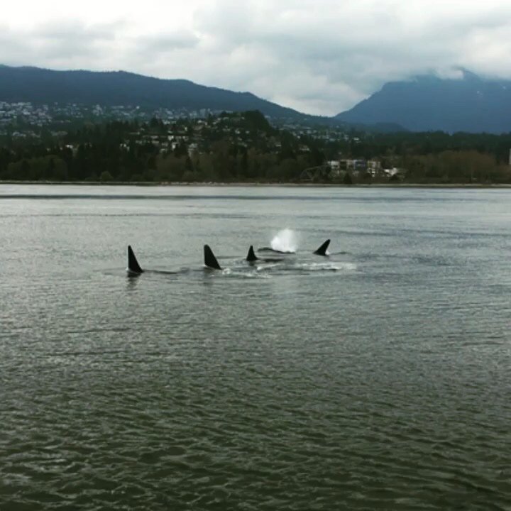 Whales at Stanley Park, Vancouver, BC, Canada