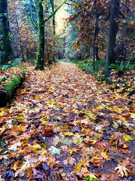 Thompson Trail in Vancouver, BC, Canada