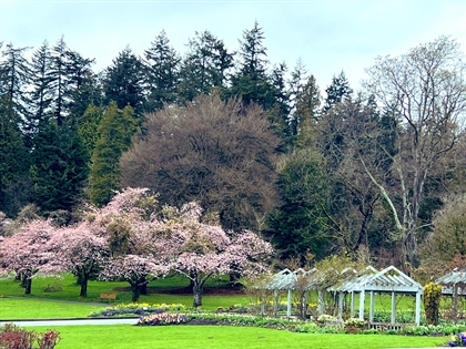 Cherry Trees Blossoming in Stanley Park, Vancouver, BC, Canada