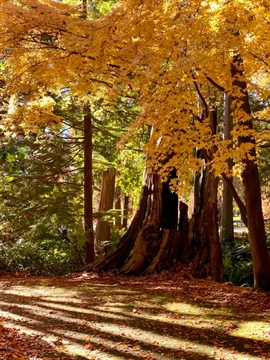 Autumn Trees in Stanley Park, Vancouver, BC, Canada