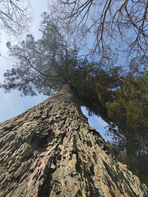 Douglas Fir tall tree in Stanley Park