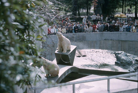 Polar Bear Compound in 1960s in Stanley Park, Vancouver, BC, Canada
