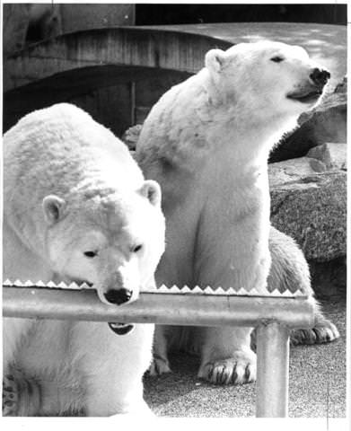 Historical photo of polar bears in Stanley Park Zoo
