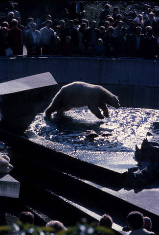 Historic photo of Stanley Park Zoo Polar Bear pit