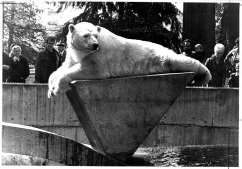 Historic photo of polar bear swimming in pool
